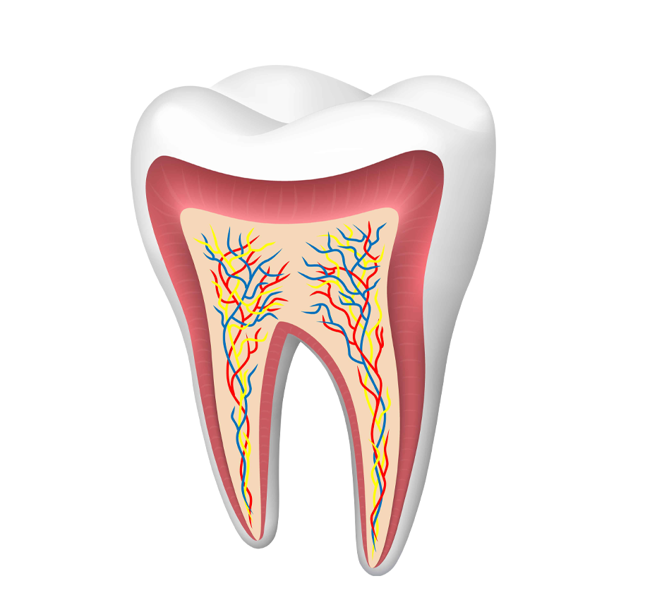 root-canal.png